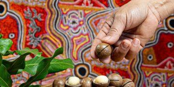 跨越產地的儀式感：澳洲 Happy Nut 帶殼火山豆正式登台　開啟「現開現吃」的食尚新潮流