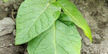 冷濕天氣將至中部馬鈴薯晚疫病風險升高 農改場籲請農友提前防範