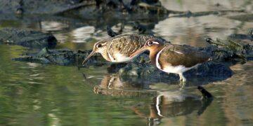 雲嘉南讓賞鳥變EASY　定點定時專人導覽來個不一樣的假日之旅