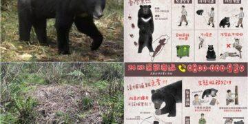 影音/山友請注意！ 棲蘭山100線林道有熊