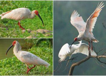 影音/這裡有鳥事/中國國寶級朱䴉白羽紅頭身形奇美 近乎滅絕幸運復育成功
