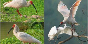 影音/這裡有鳥事/中國國寶級朱䴉白羽紅頭身形奇美 近乎滅絕幸運復育成功