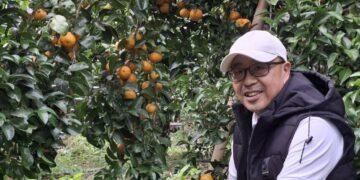 工程師侍雙親學種砂糖橘 兼具園藝治療與食農教育