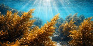 ACMB啟動美日歐生技布局　5月赴日考察褐藻產業推進策略合作