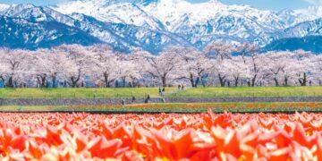 奇蹟四重奏綻放，為朝日町春日絕景添上最動人的色彩