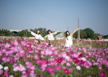 2024嘉義花海生活節花卉綻放七成　拍美照、吃美食來嘉一把罩