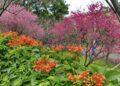 櫻花、炮仗花接力盛開！鶯歌永吉公園春季花季開跑 繽紛花海美不勝收