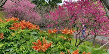 櫻花、炮仗花接力盛開！鶯歌永吉公園春季花季開跑 繽紛花海美不勝收