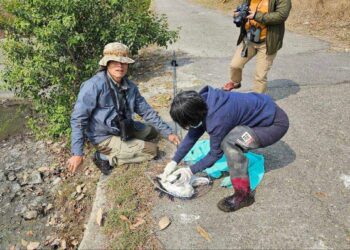 韓國賞鳥團體發現受傷黑琵　嘉義縣治療成功野放