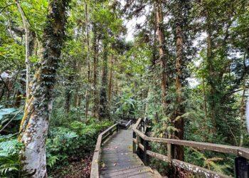 迎春節、賞燈會　嘉義縣28條親子遊程推薦