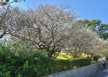梅山公園梅花綻放　歡迎遊客感受「平地雪景」浪漫
