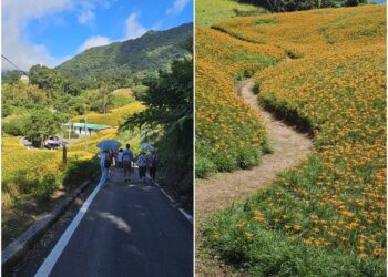 後山小調∕赤科山金針花開　滿山滿谷煞是美麗