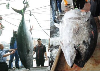 黑鮪季拔頭籌　蘇澳漁船捕獲全國第一鮪　重269公斤正待價而沽