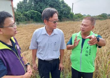 受小犬強風侵襲南彰稻米受災嚴重　輕者「半槽米」重者枯萎、倒伏造成「蝨燒」現象
