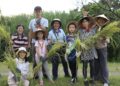 新北濕地割稻趣活動八月登場　開放五百名額體驗都市農耕樂趣