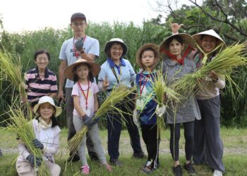 新北濕地割稻趣活動八月登場　開放五百名額體驗都市農耕樂趣