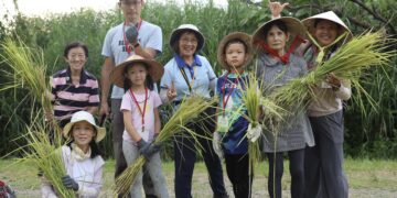 新北濕地割稻趣活動八月登場　開放五百名額體驗都市農耕樂趣