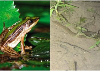 健全生態綠網北海岸軸帶　9單位共研臺北赤蛙、唐水蛇棲地保育跨域合作