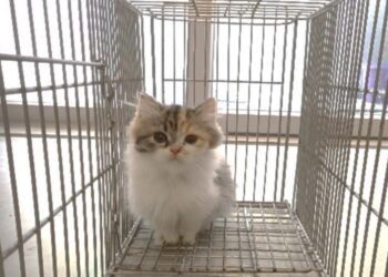 品種貓中籤率僅萬分之6　嘉義縣2/29直播抽出天選認養人