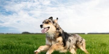天然健康新潮流!道格 Dog Years『毛孩健康請願卡』 邀你為毛孩請願拿好禮