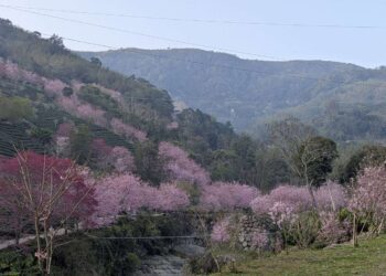 雲林草嶺石壁櫻花季盛大綻放　40萬人共賞粉色夢幻花海