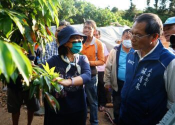 屏南荔枝遭遇雙重打擊　蘇清泉爭取救助度過難關