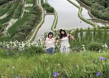 層層疊疊的紫色浪漫！石門嵩山社區鳶尾花季登場 百年砌石梯田變身藝廊