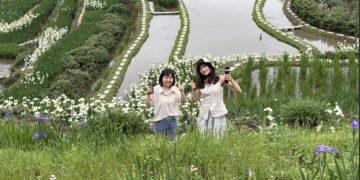 層層疊疊的紫色浪漫！石門嵩山社區鳶尾花季登場 百年砌石梯田變身藝廊