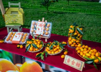 礁溪鄉金柑鮮果搶鮮上市 金棗核桃糕搶占年節市場