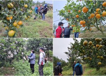 頭城黃金茂谷與桶柑綿密多汁 農曆春節前盛產上市