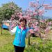 吉安櫻花公園繁花盛開 游淑貞邀約鄉親賞花趣