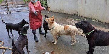 世界糖尿病日 飼主防疫應注意犬貓健康 早期發現、早期治療是關鍵