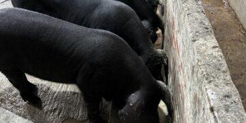 防堵非洲豬瘟!新北助廚餘養豬場轉型 祭出加倍飼料補貼與設備資助