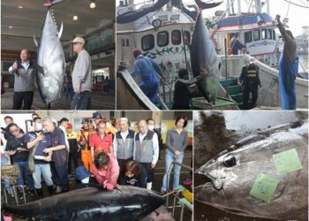 2025全國第一黑鮪魚　蘇澳漁船捕獲重達216公斤