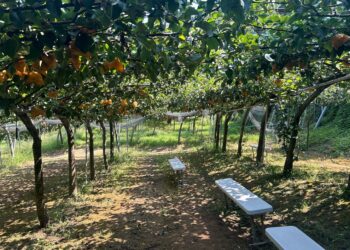 探索日本鳥取縣夏季風光 從在地特色美食到濱村站風格住宿體驗