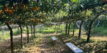 探索日本鳥取縣夏季風光 從在地特色美食到濱村站風格住宿體驗
