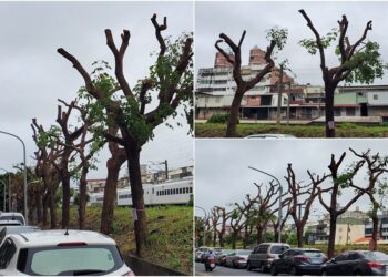 現在還有這種事！　羅東成排路樹慘遭剃光頭！