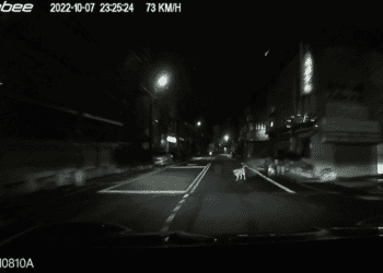 遛狗未繫繩遭車撞 飼主及肇事車主雙雙受罰