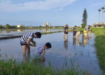 樂趣五結農家樂 體驗農村割稻飯