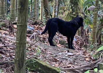 放養犬隻釀禍屢勸不改　嘉縣飼主遭重罰5.3萬元並移送法辦