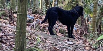 放養犬隻釀禍屢勸不改　嘉縣飼主遭重罰5.3萬元並移送法辦
