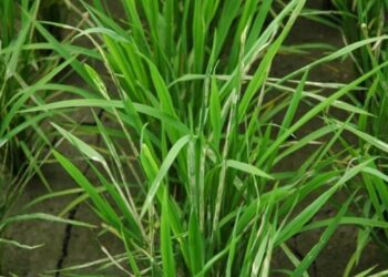 中部水稻飛蝨類及瘤野螟害蟲發生 臺中農改場籲請稻農及早防治