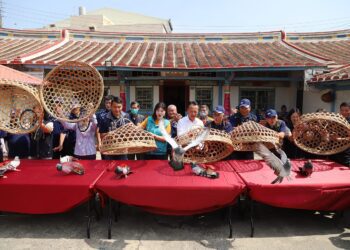 2024義竹鴿笭文化季開籠　鴿選手一飛沖天