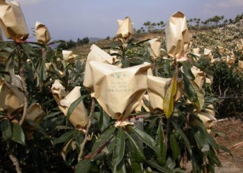 強烈冷氣團來襲　臺中農改場籲請農友做好作物防寒措施