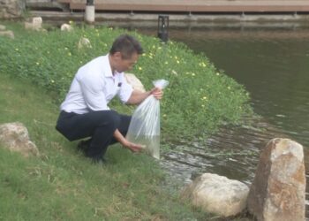 清大成功湖整治最後一步 放生魚苗淨化水質