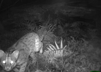 消失30年　宜蘭再現石虎蹤跡！