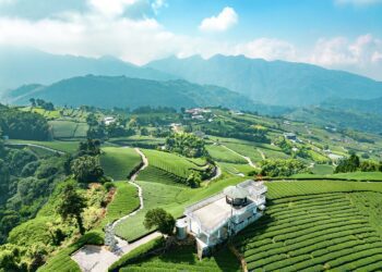 嘉義茶園步道受歡迎　文觀局短影音流量破百萬