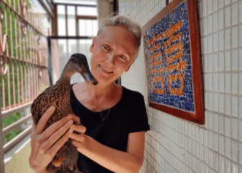 感動一刻！來台外籍夫妻英勇拯救野生鴨子