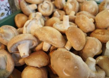 臺北花博農民市集彰化縣有機蔬菜、菇類暨農特產品展售活動