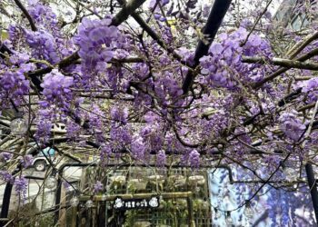 瑞里紫藤花盛開　快閃演唱會與春日市集熱鬧登場